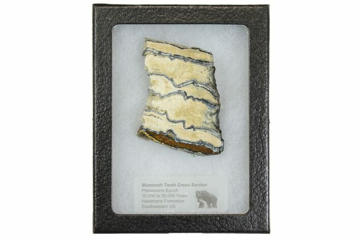 Mammoth Molar Slice With Case - South Carolina #144344